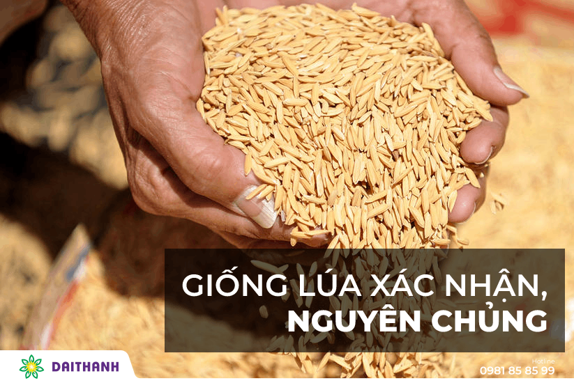 11 Bước sản xuất theo quy trình trồng lúa đạt tiêu chuẩn VietGAP 2