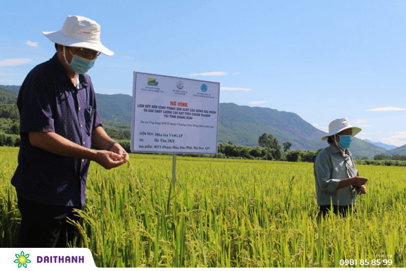 11 Bước sản xuất theo quy trình trồng lúa đạt tiêu chuẩn VietGAP 5