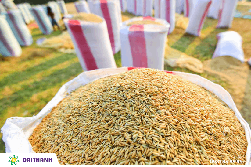 Canh tác lúa theo tiêu chuẩn VietGAP nâng cao an toàn, chất lượng lúa gạo 2